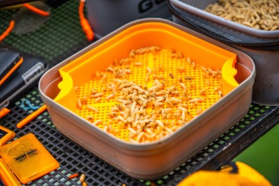 Énigme de la mouche du gourou