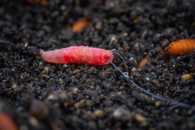 Crochet super fin (extrémité barbelée/bêche)